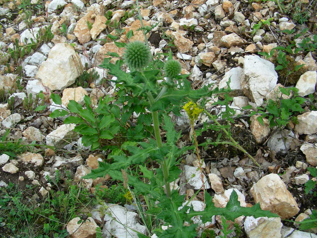 BIG  BANG ... in un fiore Echinops sphaerocephalus